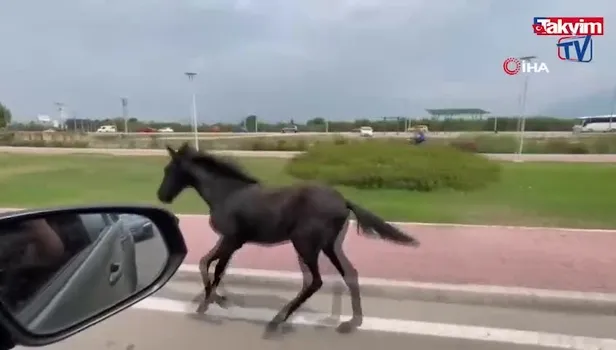 Bursa'da başıboş at trafiği karıştırdı