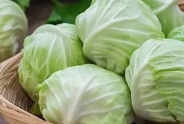 Sırrı lahana