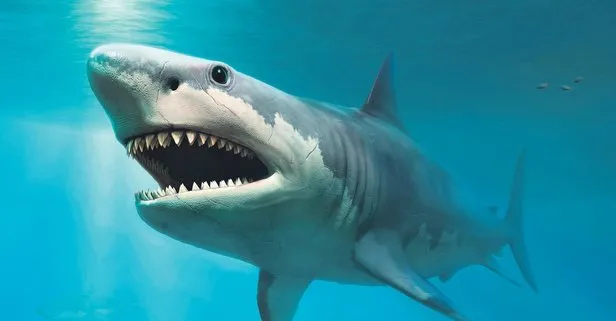 Köpekbalığı 5 büyük yokoluşu atlattı: Bilim dünyasının yaşayan fosil dediği bu canlıların özellikleri ise herkesi şaşırttı