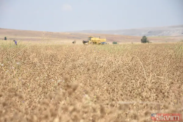 Nadasa bırakacaktı pelemir ekti jet yakıtı üretilecek - 5