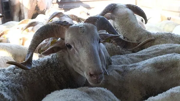 tarim-ve-orman-bakani-bekir-pakdemirli-kurban-bayrami-icin-5-milyon-hayvanimiz-var-1624103795220.jpg Tarım ve Orman Bakanı Bekir Pakdemirli: Kurban Bayramı için 5 milyon hayvanımız var-6