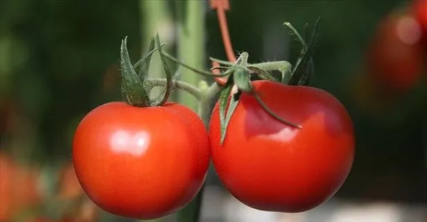 Ruslar’a domates ihracatı hızlandı