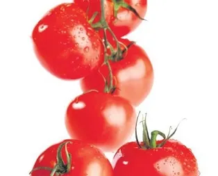 Domates sağlık saçıyor