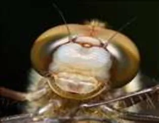 Sen hiç Yusufçuk gördün mü?