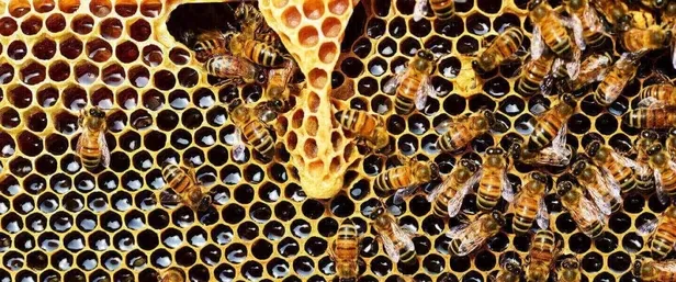 10-sokak-kopegi-tarafindan-saldiriya-ugrayan-enes-koca-tam-9-kez-operasyon-gecirdi-bacaginda-kopan-sinir-onarilamadi-1641333539383.jpeg 10 sokak köpeği tarafından saldırıya uğrayan Enes Koca tam 9 kez operasyon geçirdi! Bacağında Kopan sinir onarılamadı-14