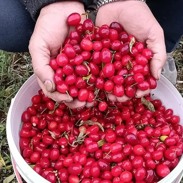 Enfeksiyona kızılcık