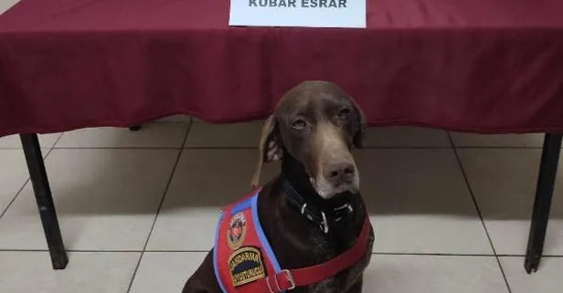 ’Manken’ otomobildeki esrarı buldu; 4 gözaltı