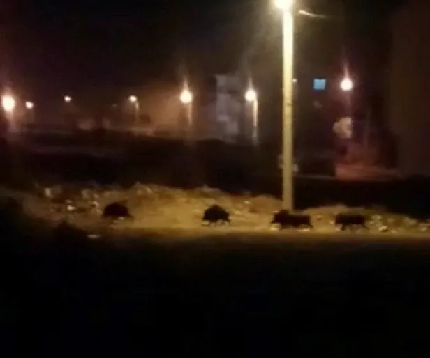 Kütahya'da aç kalan domuzlar mahalleye indi-1
