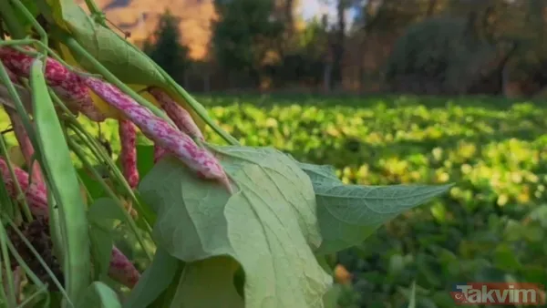 Erzurum'da yetişiyor! Dünya mutfağının gözdesi 500 TL'den satılıyor - 5