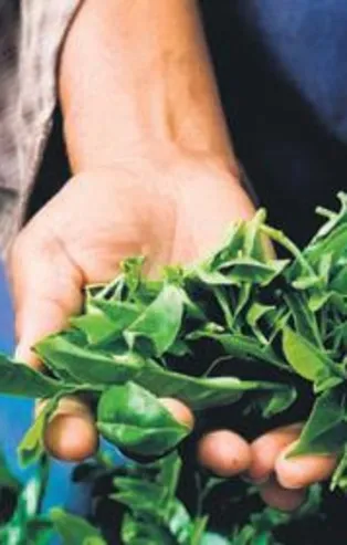 Yaş çaya 13 kuruş fark