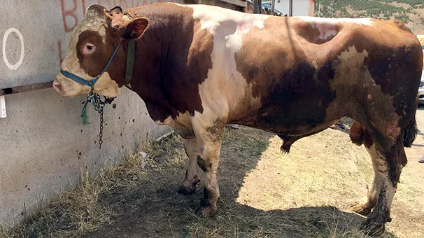 Son dakika haberi: Diyanet İşleri Başkanlığı'ndan flaş Kurban Bayramı açıklaması! İşte kurban kesiminde uyulması gereken kurallar-5