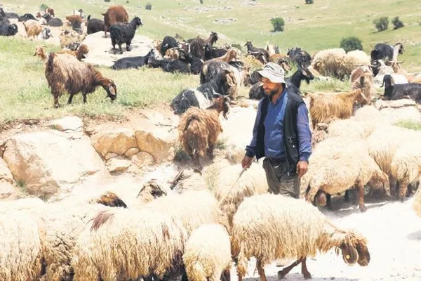 Maaşı 10 bin liraya çıkan çobanlığın yıldızı parladı! Samsun'da Sürü Yönetimi Kursu açıldı-2