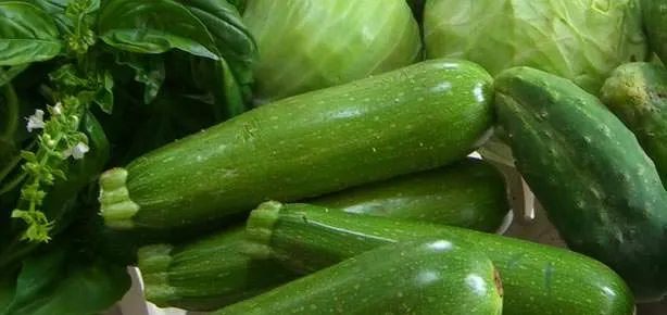 Kabak böbreği korur