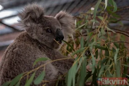 Avustralya’daki katliamda son dakika gelişmesi!  Hedefte şimdi de koalalar var