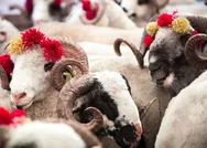 Abdestsiz kurban kesilebilir mi? Kurban kestikten sonra kılınan namaz var mı, kaç rekat? Kurban keserken nelere dikkat edilir, hangi ibadetler yapılır?