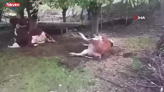 Elazığ’da yıldırım düşmesi sonucu 2 inek telef oldu