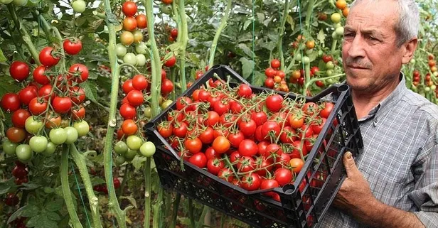 Kalp dostu çeri domatesin faydaları nelerdir?