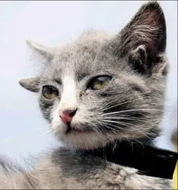 4 kulaklı kedi Luntik