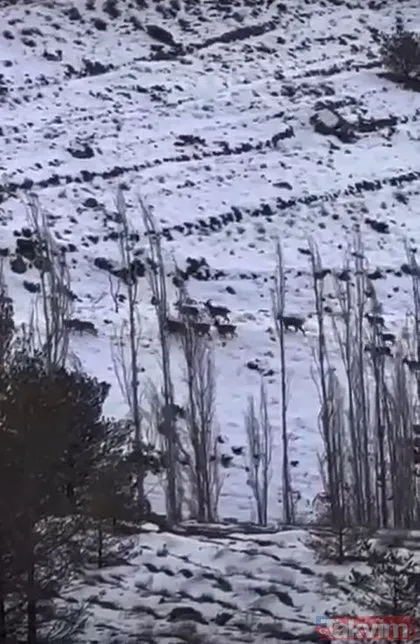 Erzincan’da dağ keçilerini takip eden kurt sürüsü görüntülendi