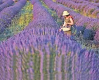 Milli Emlak’tan dev arazi hamlesi! 13 ilde 128 Hazine arazisi tıbbi aromatik ve süs bitkisi için kiraya verilecek