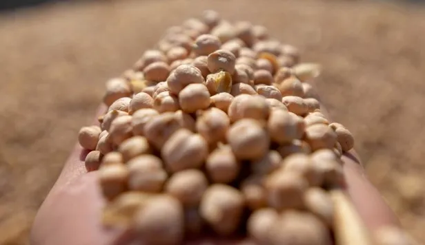 kod-adi-beyaz-altin-demir-ve-c-vitamini-ambari-hastaliktan-eser-birakmiyor-1699963765867.jpg Kod adı beyaz altın! Demir ve C vitamini ambarı hastalıktan eser bırakmıyor-5