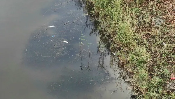 1604817903171.jpg Silivri'de endişelendiren olay! Rengi siyaha döndü, balıklar ölmeye başladı-5