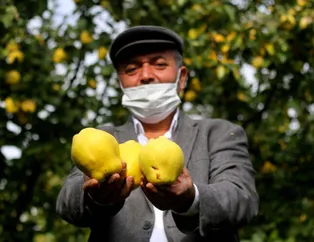 Kahramanmaraş'ın 'sarı altın'ı 10 ülkeye ihraç ediliyor! Daha dalından toplanmadan satın alınıyor
