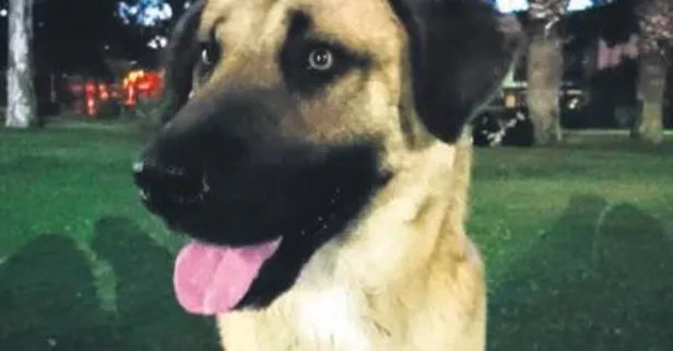 Bostanlı mahallesinde yaşayan sokak köpeği Sam tüm İzmir'i dolaştı