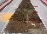 Van'da köpek saldırısı kamerada