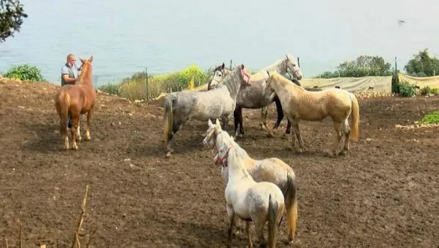 CHP'li İBB'nin kayıp atlar skandalında son dakika gelişmesi: O müdürün memurluktan ihracı istendi-5