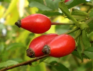 Kuşburnuyla güç sende!