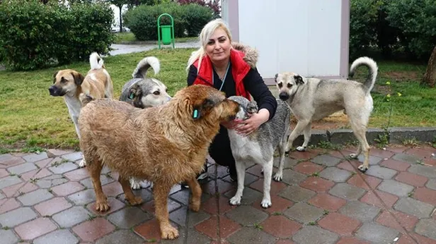 1623568498943.jpg Köpekleri ıslatıp kovalayan öğretim görevlisine dava! 'O hayvanları görünce benim midem bulanıyor'-5
