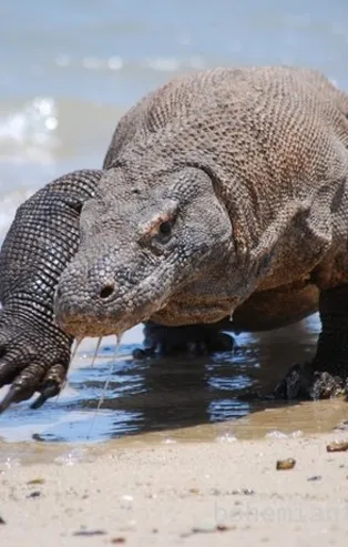 Komodo ejderinin korkunç av yöntemi