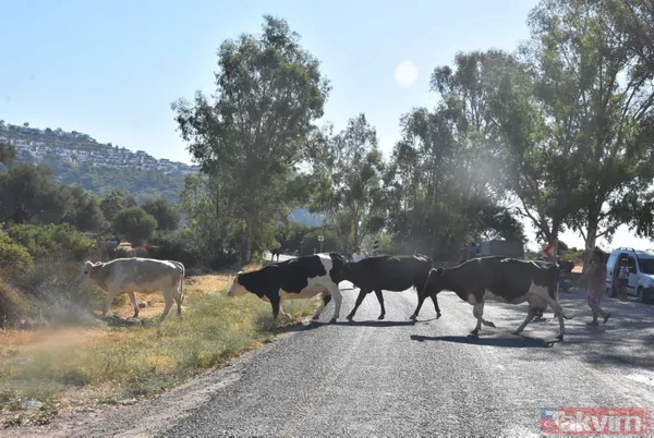 Alevlerin sardığı Bodrum Gökbel Mahallesi halkı 500 büyükbaş hayvanla yollara düştü - 3