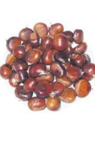 Kestanenin tanesi 1 TL