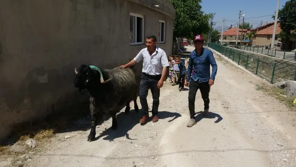 bu-kucukbas-buyukbaslarla-yarisiyor-169-kiloluk-teke-kurban-bayrami-oncesi-5-bin-liradan-satista-1626508183915.jpg
