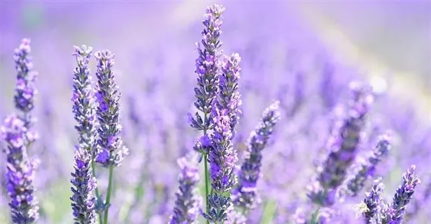 Lavanta aşka doyma!