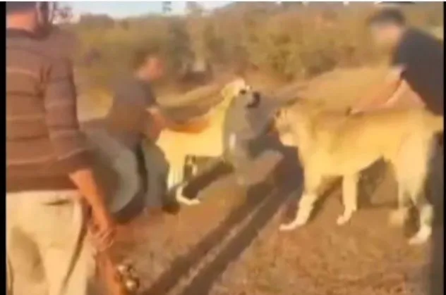 İstanbul'da bahis karşılığında kangal köpeği dövüşü! 3 kişi gözaltında