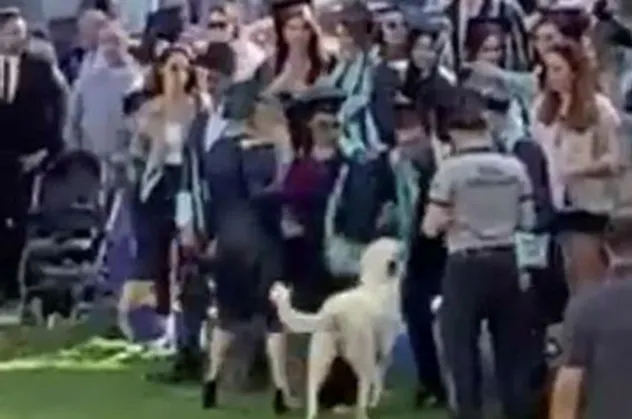 Başıboş köpek Ege Üniversitesi'nin mezuniyet törenini birbirine kattı! Tören alanına girdi öğrencilere saldırdı