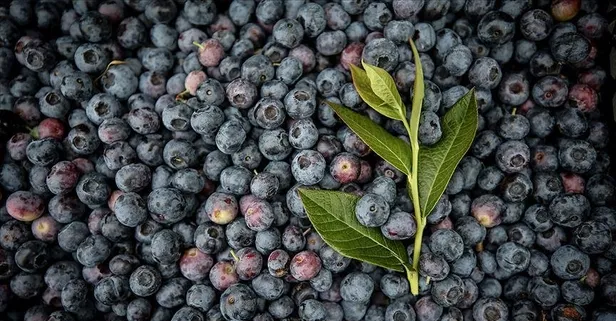 Aklın yolu yaban mersini