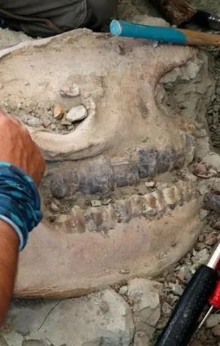 Çankırı'da 8,5 milyon yıllık fosil bulundu!