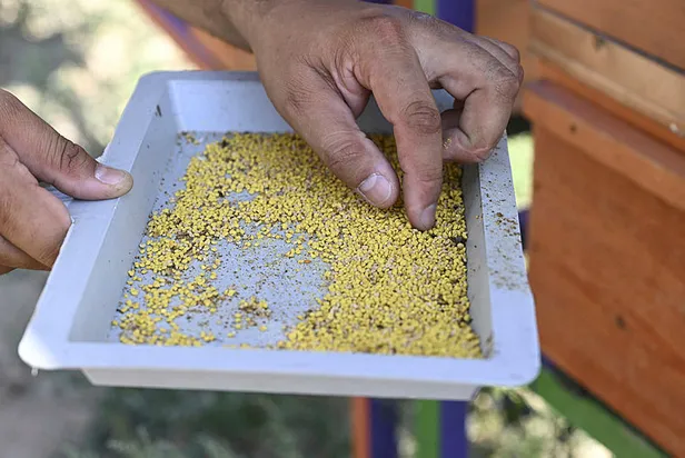 tabaga-1-tutam-atmaniz-yeterli-kis-boyunca-hasta-yapmiyor-1695193859910.jpg Kış boyunca hasta yapmıyor, tabağa 1 tutam atmanız yeterli!-7