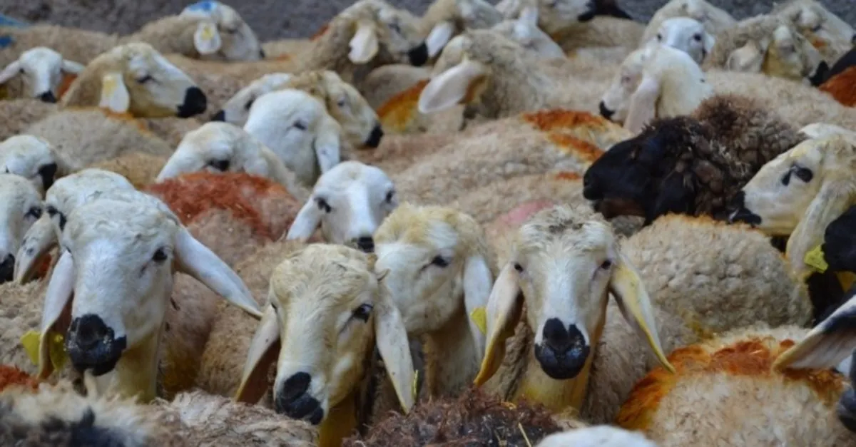 kurban eti nasil dagitilir pay edilir