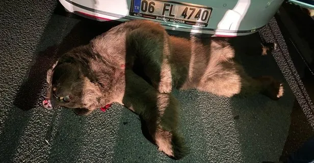 Vah ayı vah! Karayoluna inen bozayı otomobilin çarpması sonucu öldü