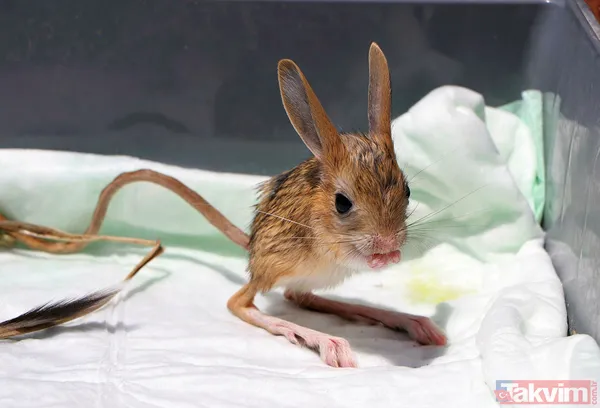 Nesli tükenme tehlikesi altında! Bitkin halde bulunan 5 yavru Arap tavşanı özel bakıma alındı - 8