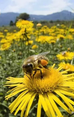 "Toplu arı ölümleri" yüzde 41'e ulaştı