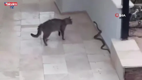 Alanya'da yılana kafa tutan kedi kamerada