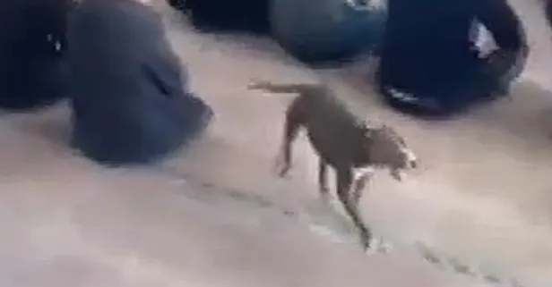 Camide pitbull paniği: O anlar kamerada!
