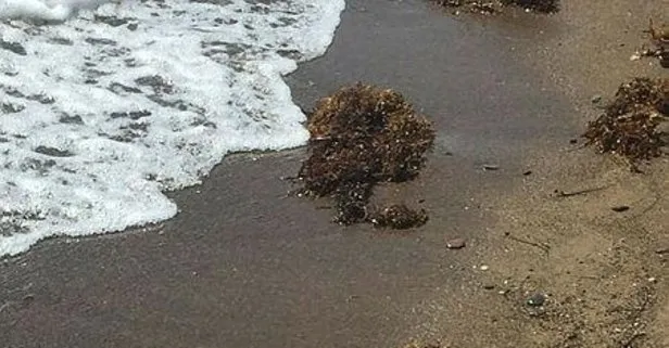 Müsilaj gitmeden Sargassum geldi! İzmir’de Kahverengi Alg tehdidi