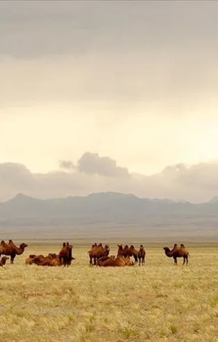 Avustralya duyarı ve yalancı insan!
